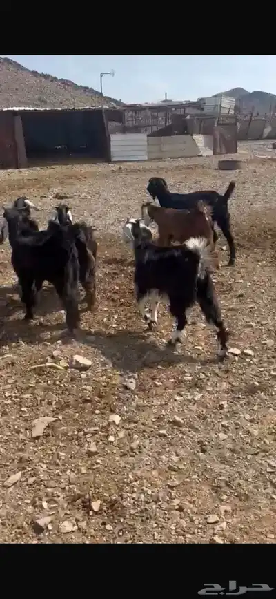 ذبايح الجود index