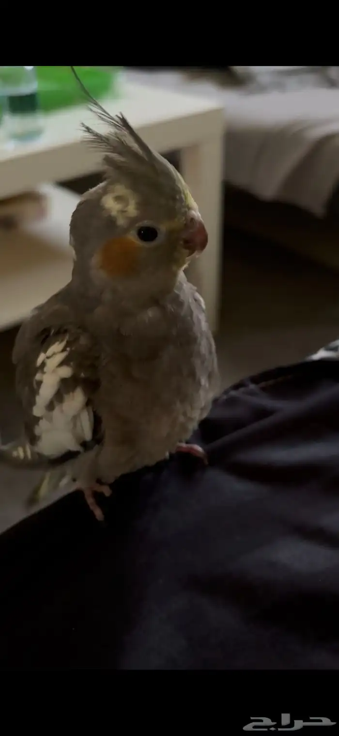 طير كروان للبيع 0