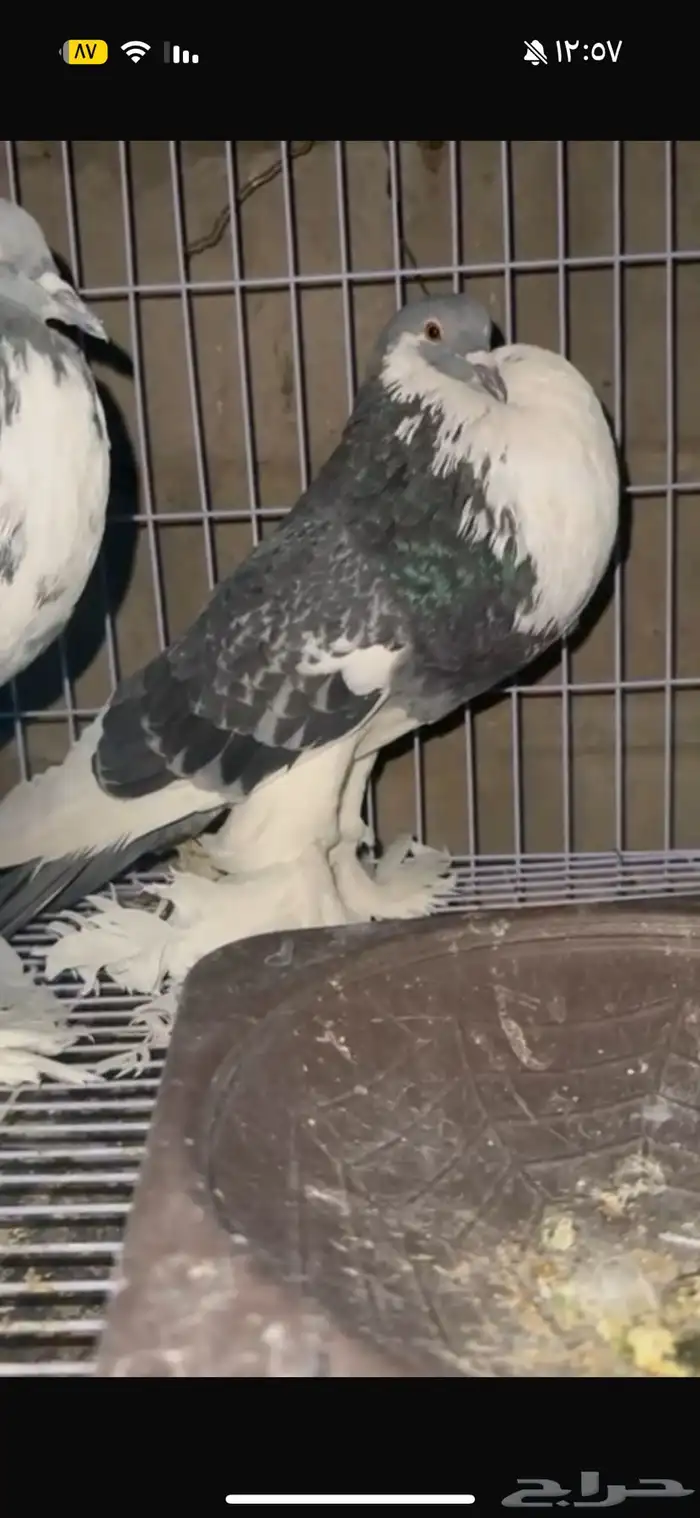 حمام نفاخ أبو هلال 0