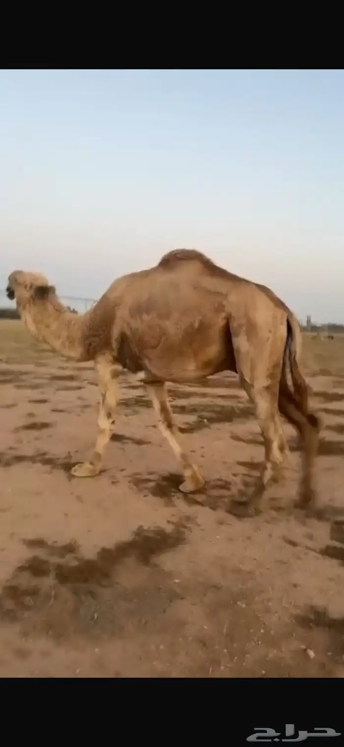 فحل اشقح على عليان ابو عجاريد 0