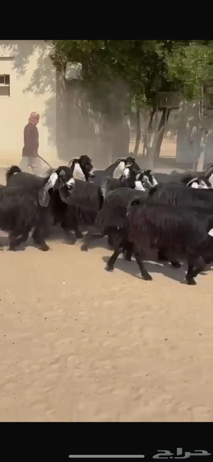 معزا عوارض 5