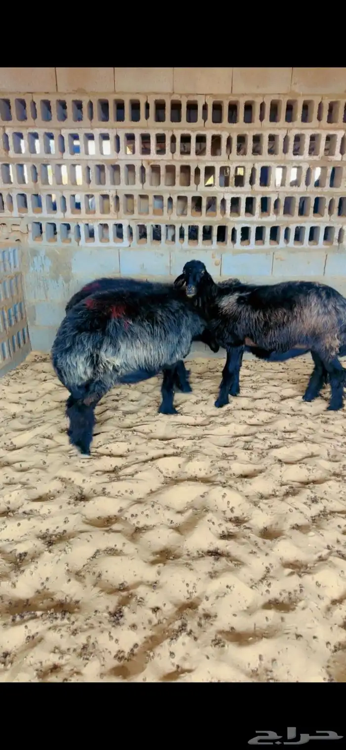 شياه عرب دفيع 1