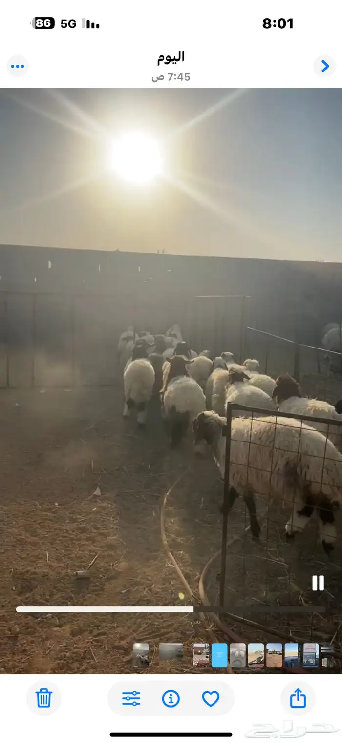 رخال نعيم للبيع 1