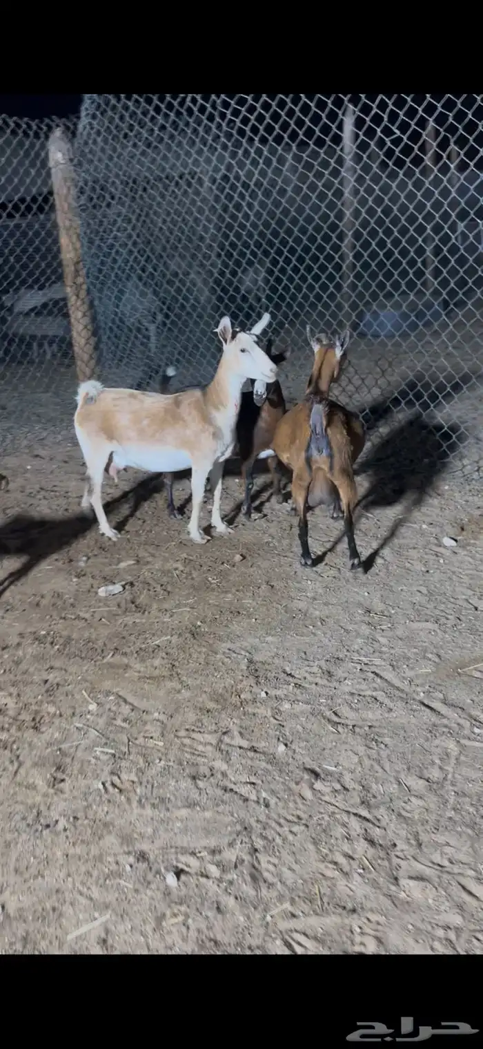 معزاء قزميات 0