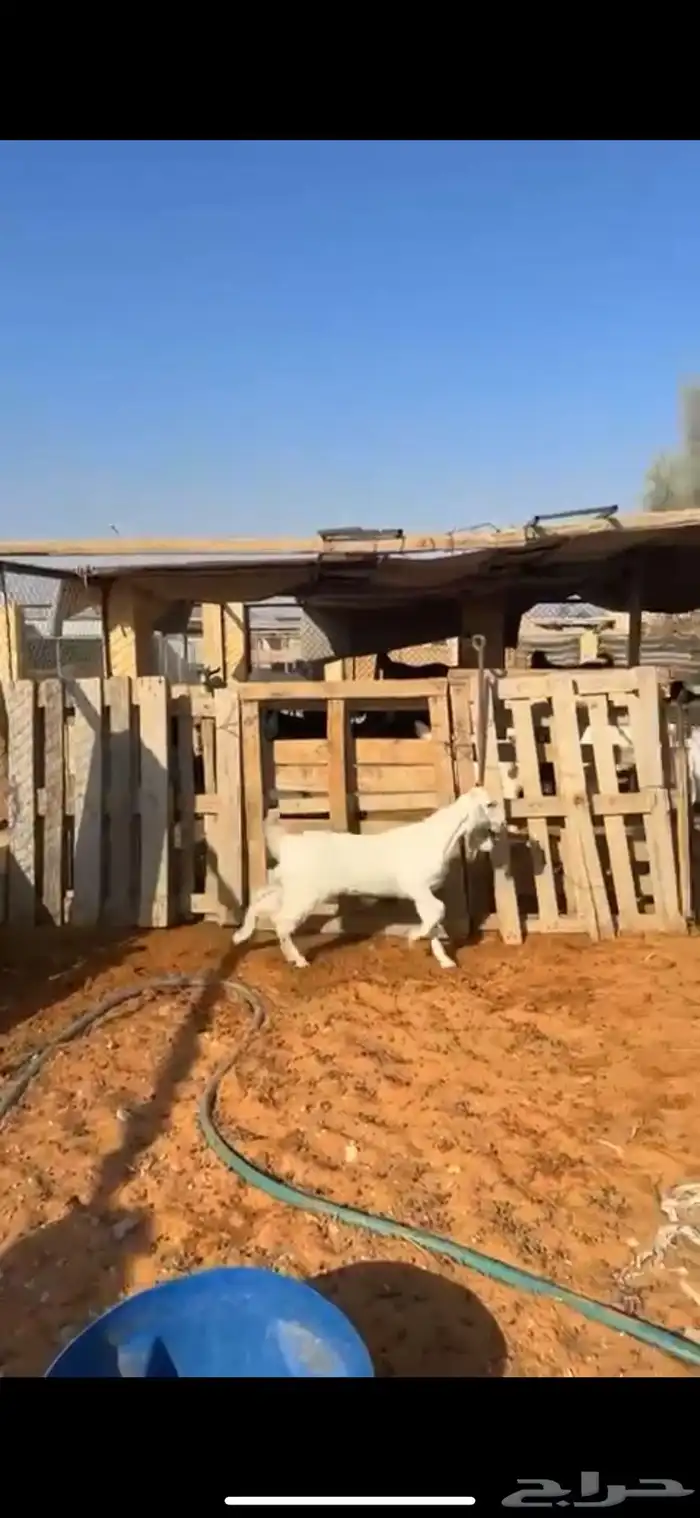 جفره طيبه لبانيه عمرها 3 شهور ونص الى 4 ظهر حد الغلاق 2