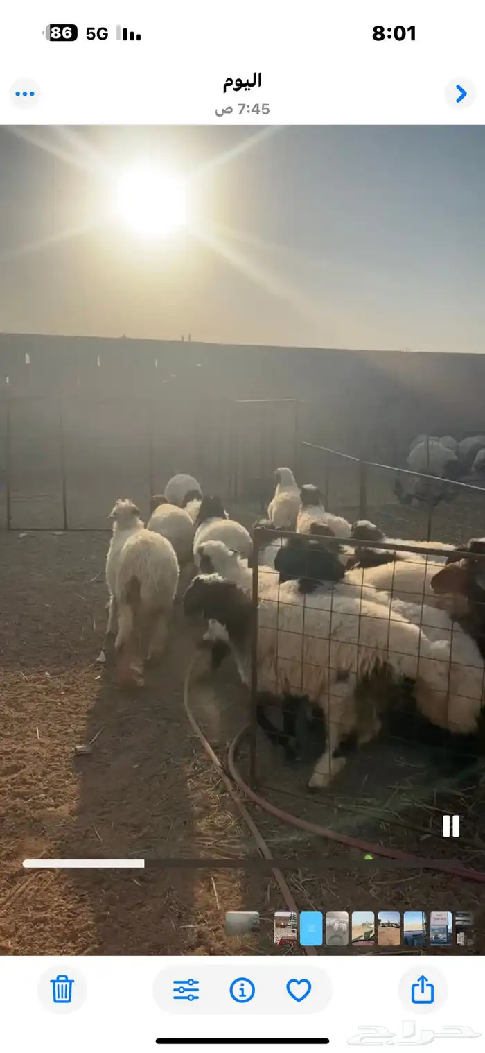 رخال نعيم للبيع 0