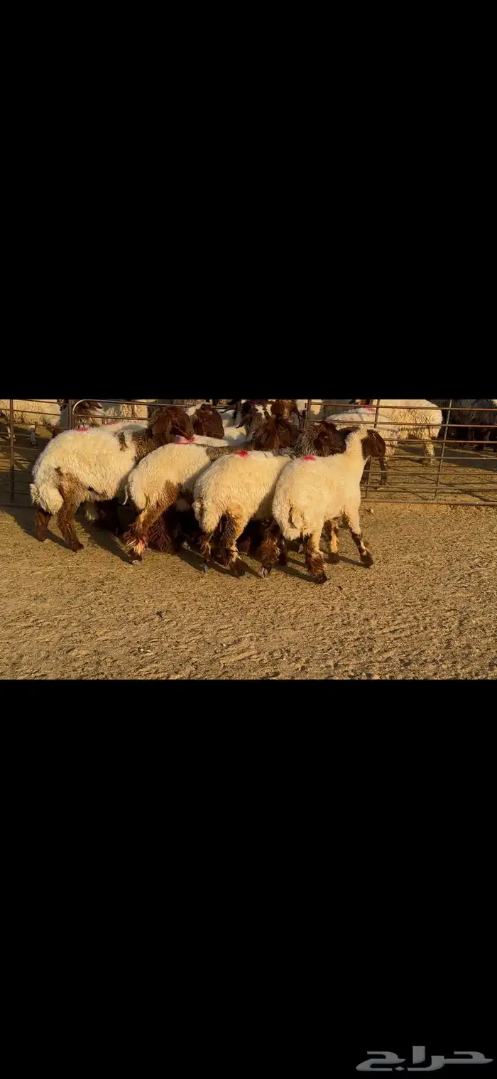 جذعات خصم الخصم وشرط الدفيع العدد 13 12