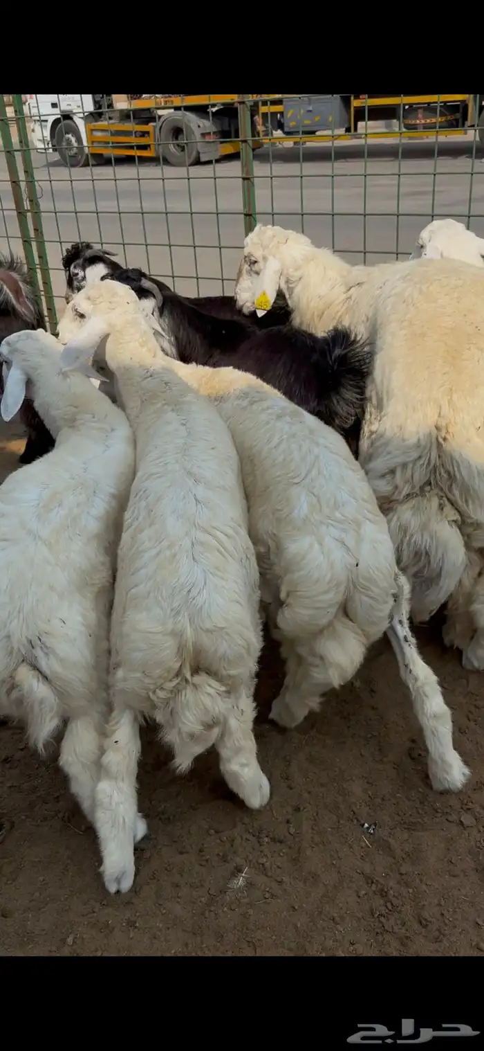 خرفان حري مليان شحم ولحم 0