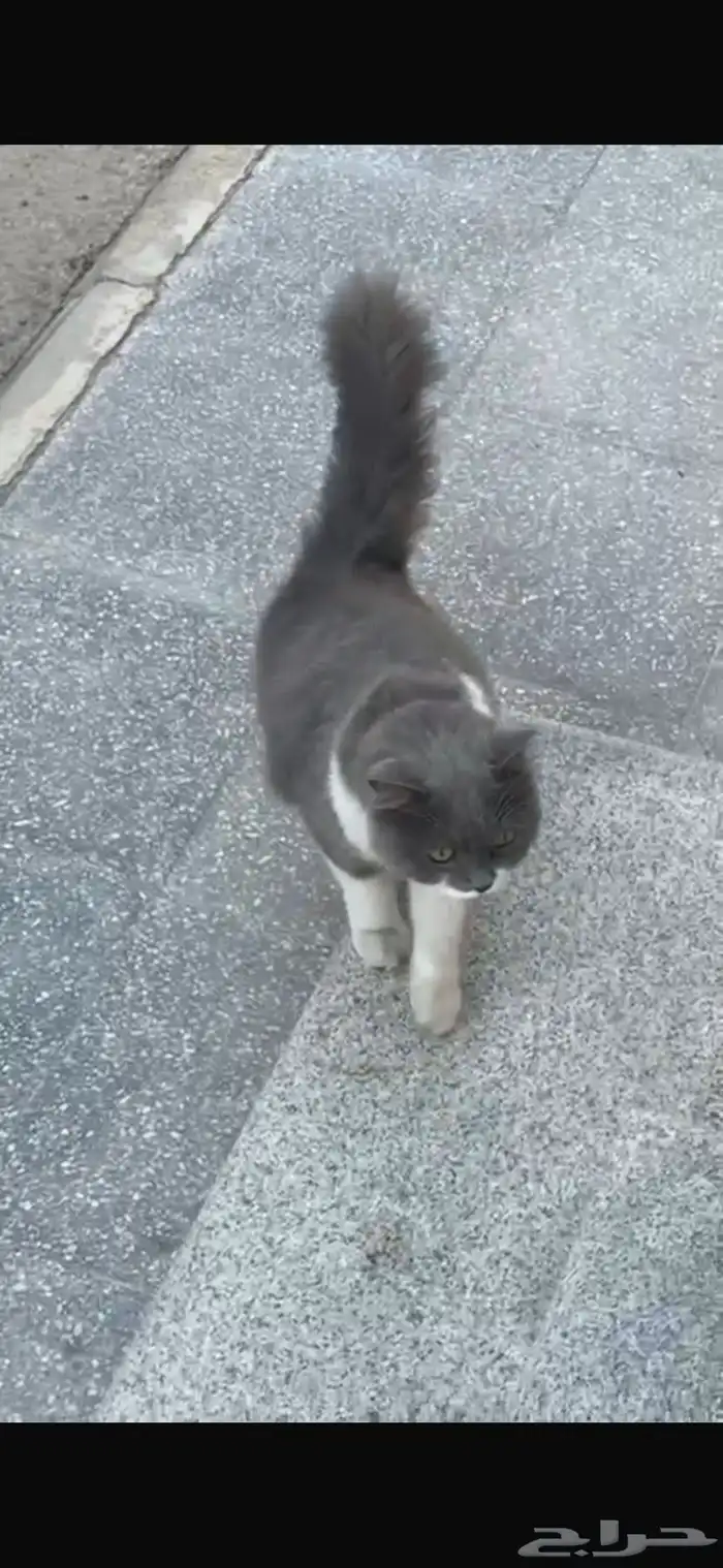 تبني قط مفقود وعليه سلسال برقبتو حق بيت 0