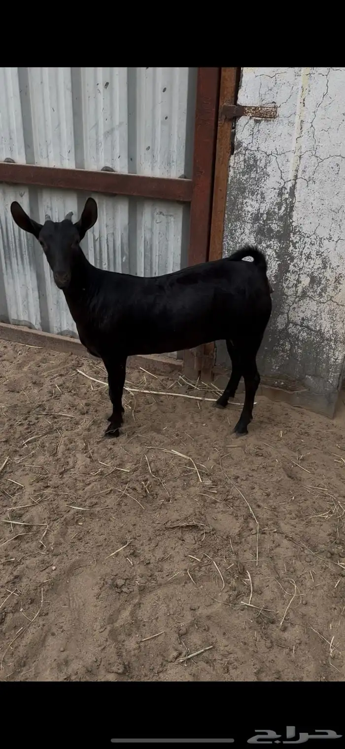 جفار عمانيات بيور معرفات 2