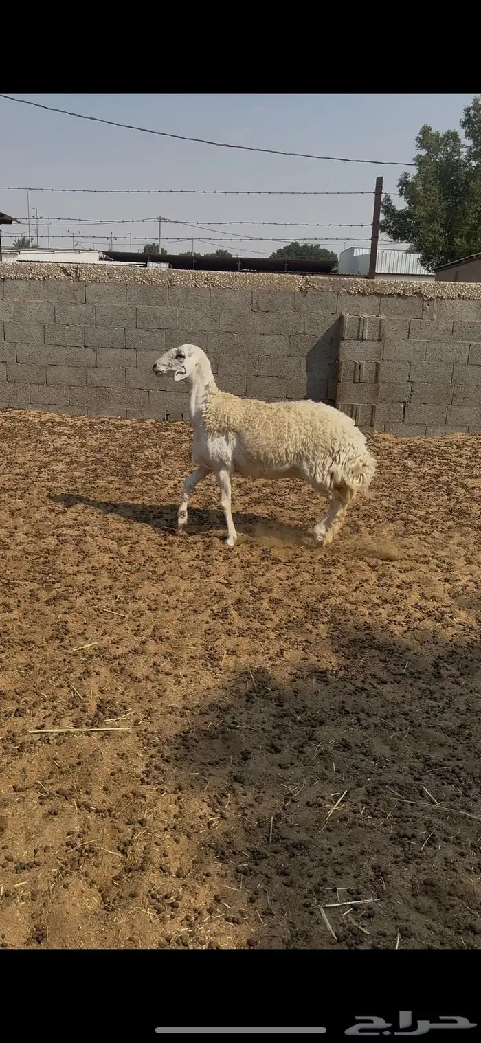 حرشا ثنيه دافع 0