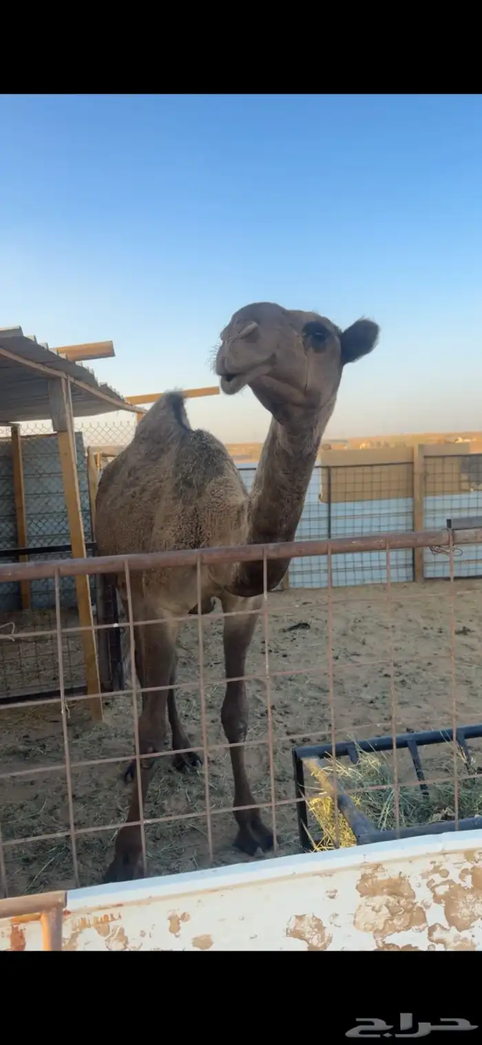 قعود اصفر دبياني 3