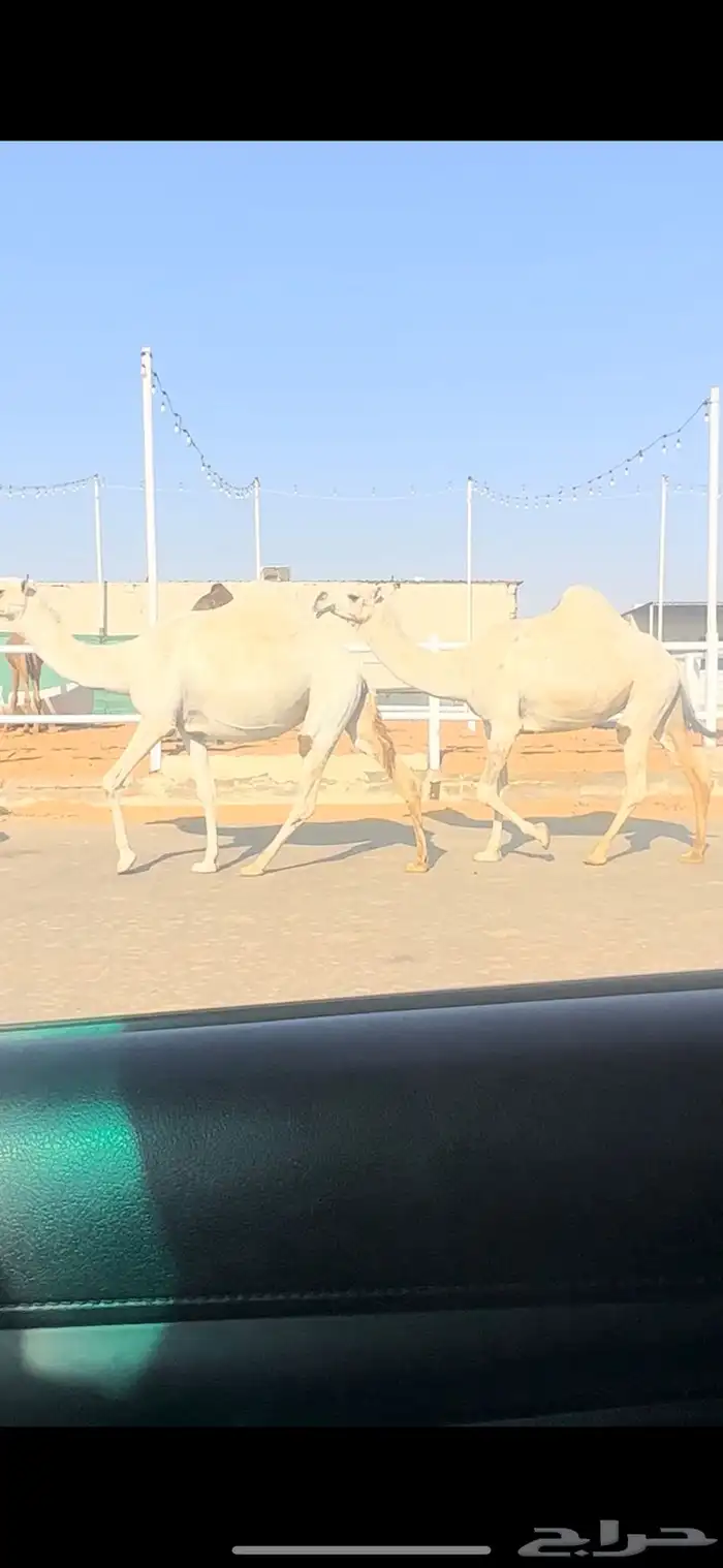 لقحات. تم البيع 2