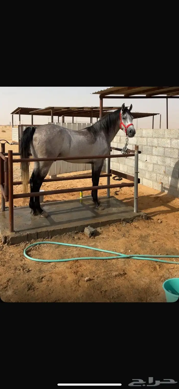 حصان جزيري بيور سبق 1