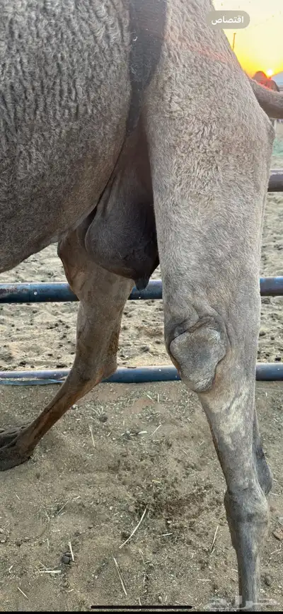 عشاير مبيوعات عيالهن index