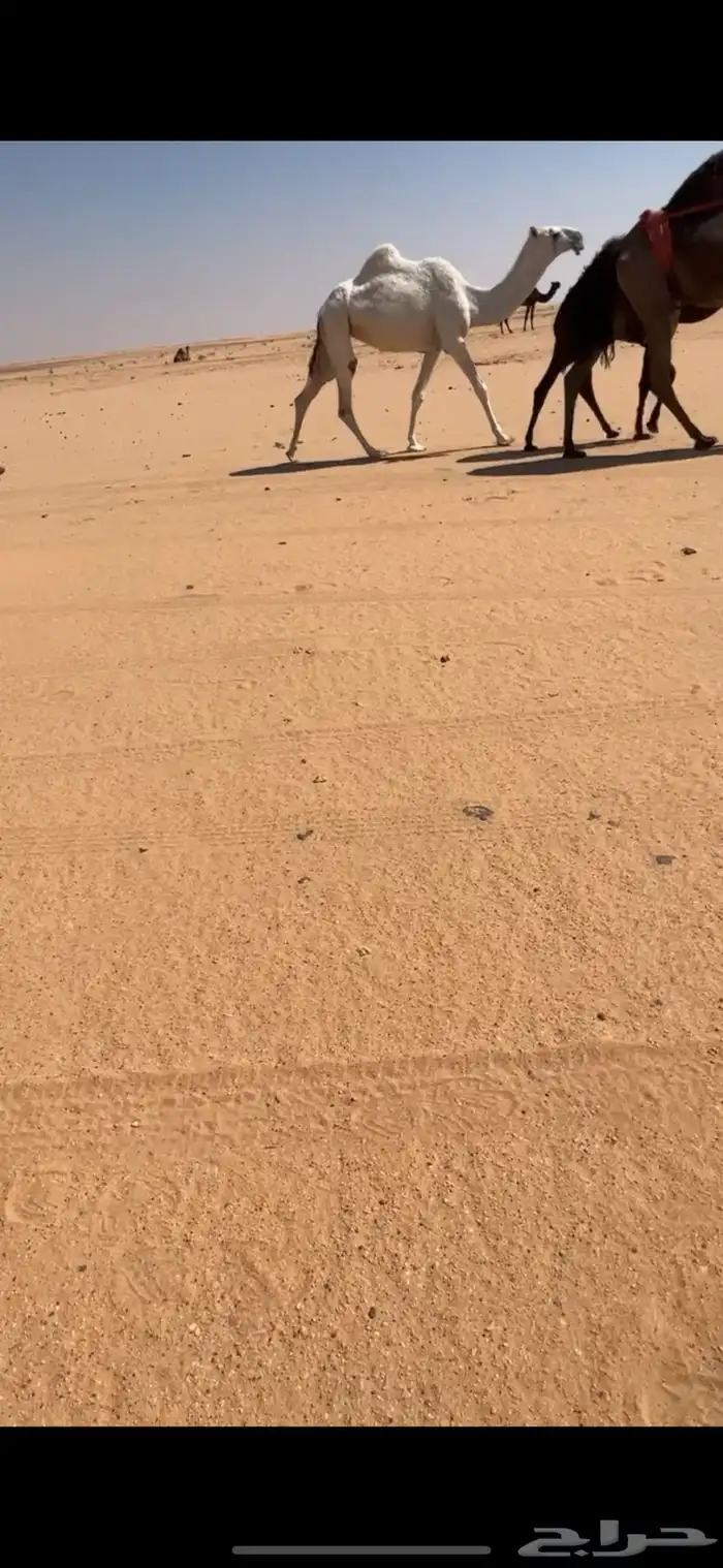 بكره حقه وضحى 1