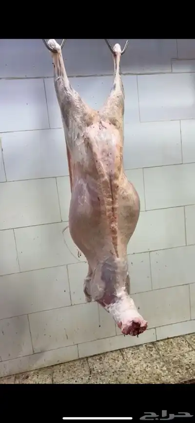 ذبايح الجود index