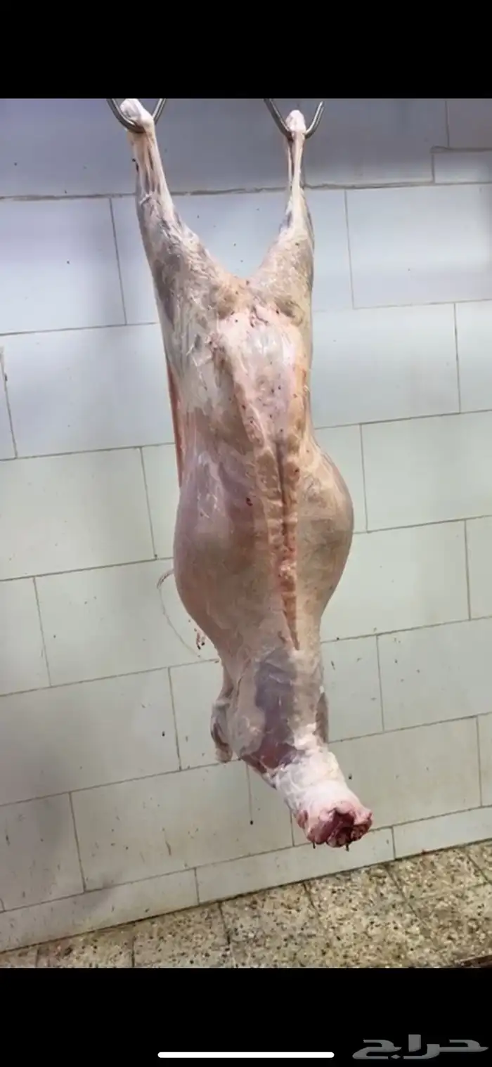 ذبايح الجود 4