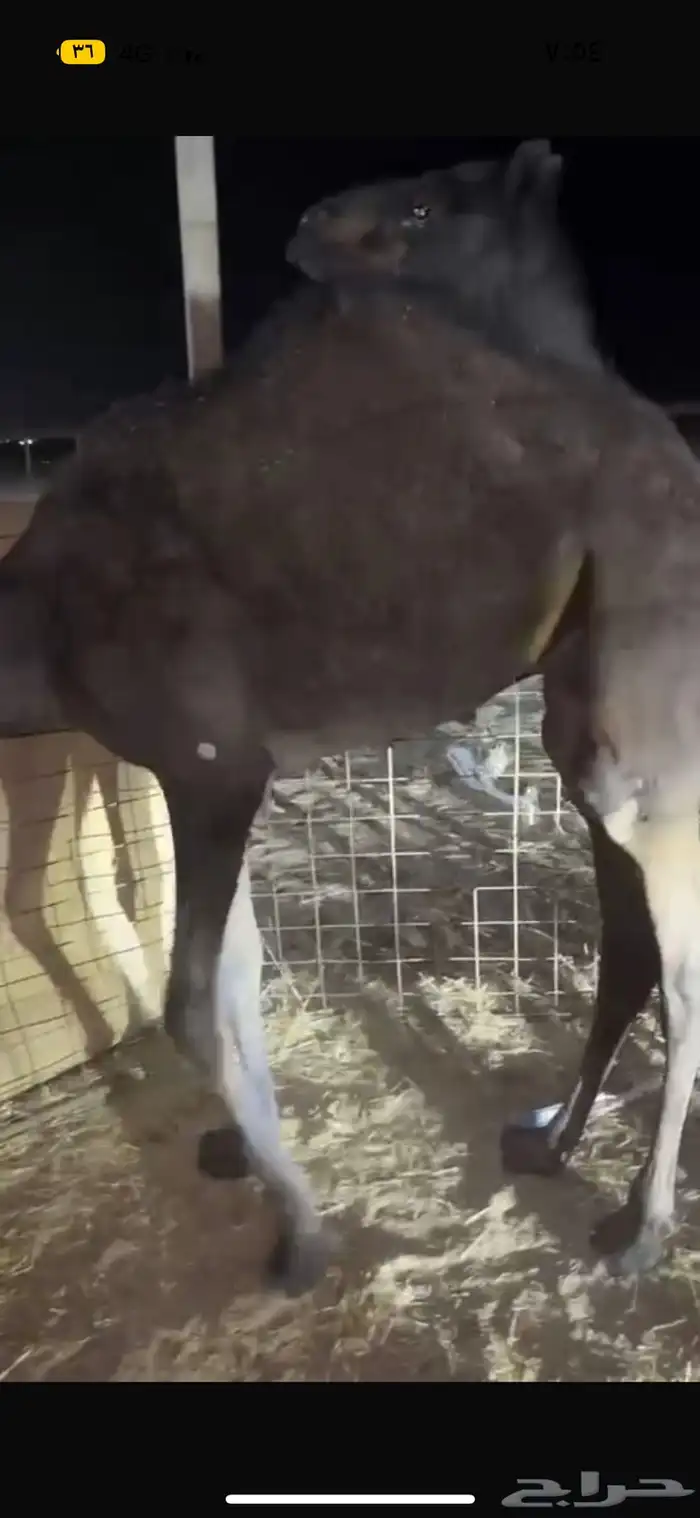 قعدان مجاهيم 1