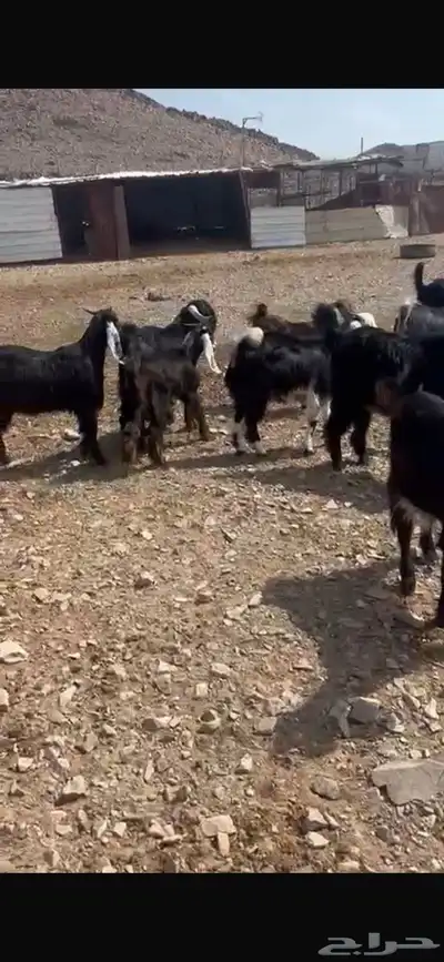 ذبايح الجود index