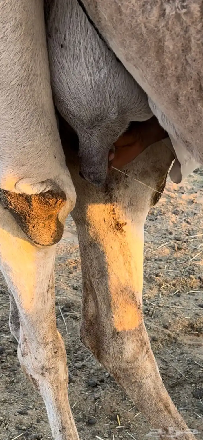 عشاير مبيوعات عيالهن 3