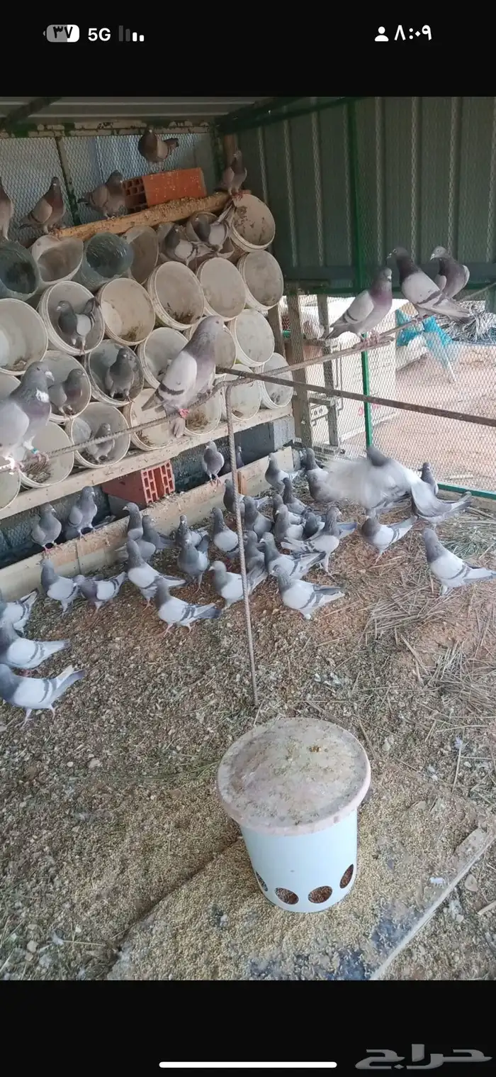 حمام للبيع 32 جوز تقريبا فرنسي 3