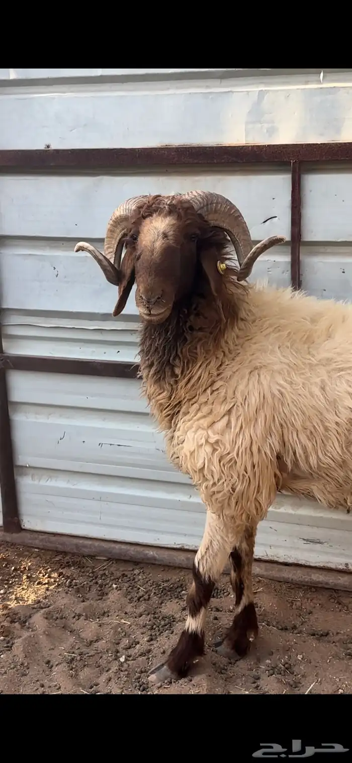 فحل نعيمي مشروط 0