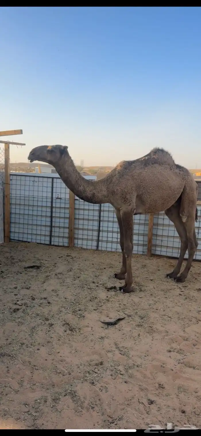 قعود اصفر دبياني 1