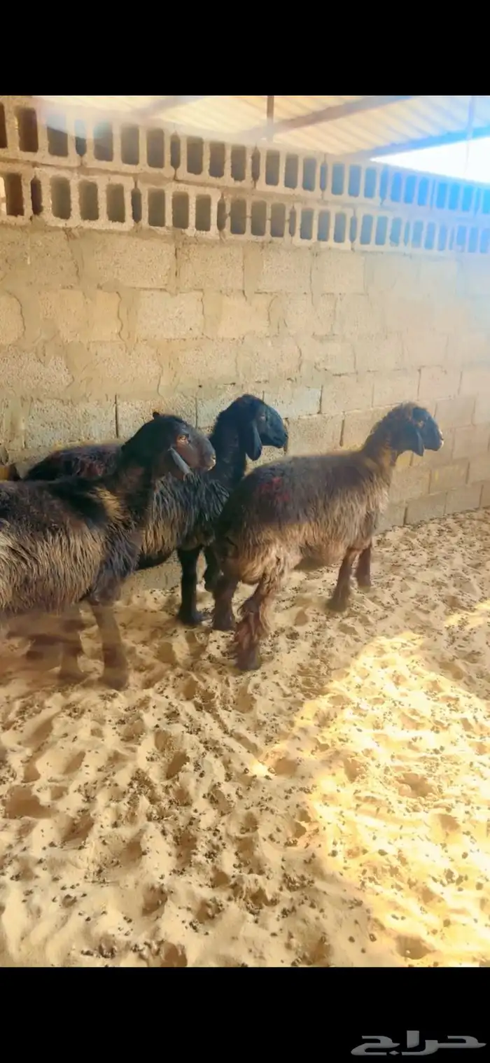 شياه عرب دفيع 0