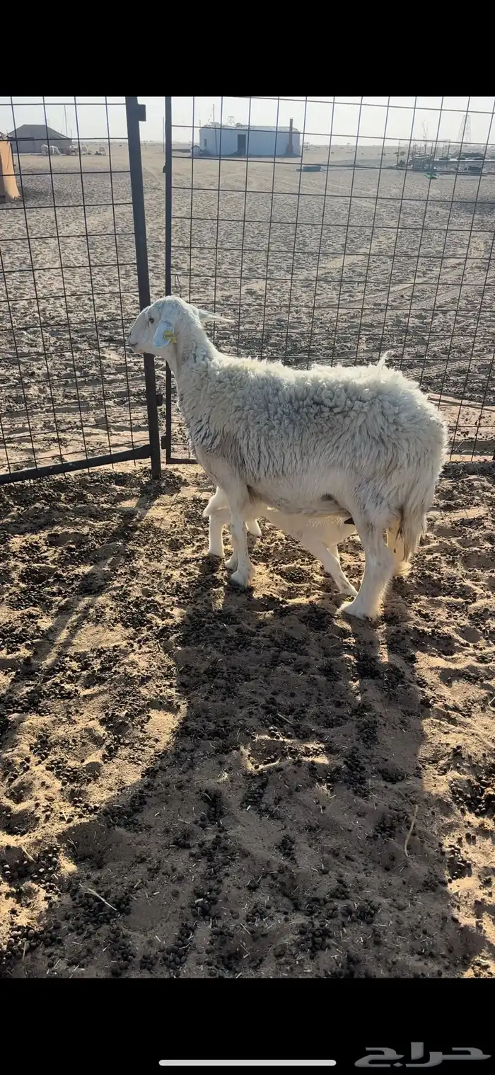 خلفه حريه تامه حد 1510 1