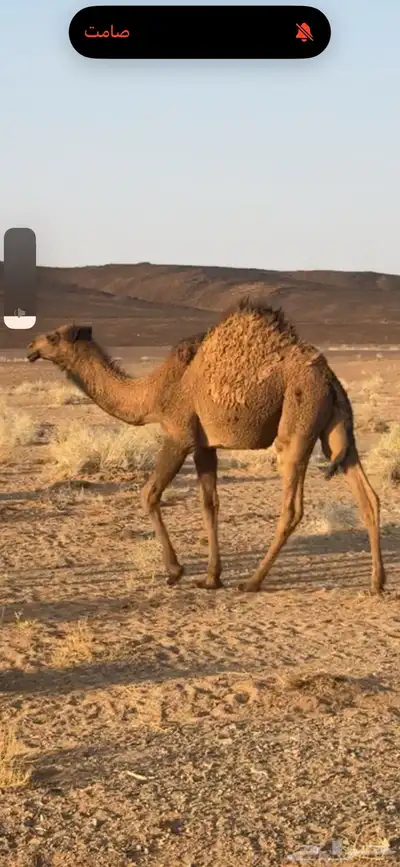 بكره عمرها 9 شهور للبيع index