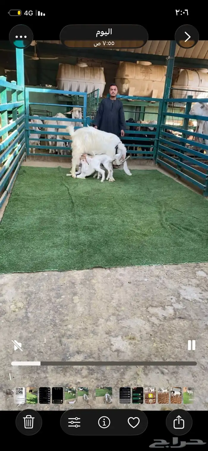 عنز متبع بثلاثه 1