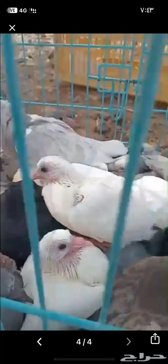 زغاليل ذبح اليوم طازجه 9