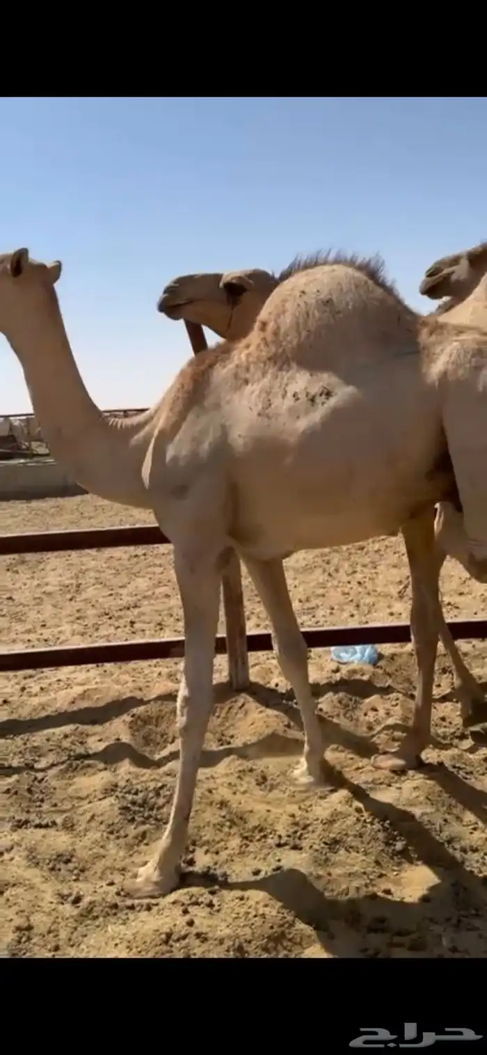 قعدان تربيه 5 شهور 1