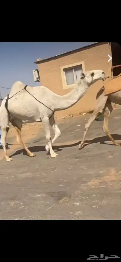 ضريبه رباع كفو وبكار لقايا index