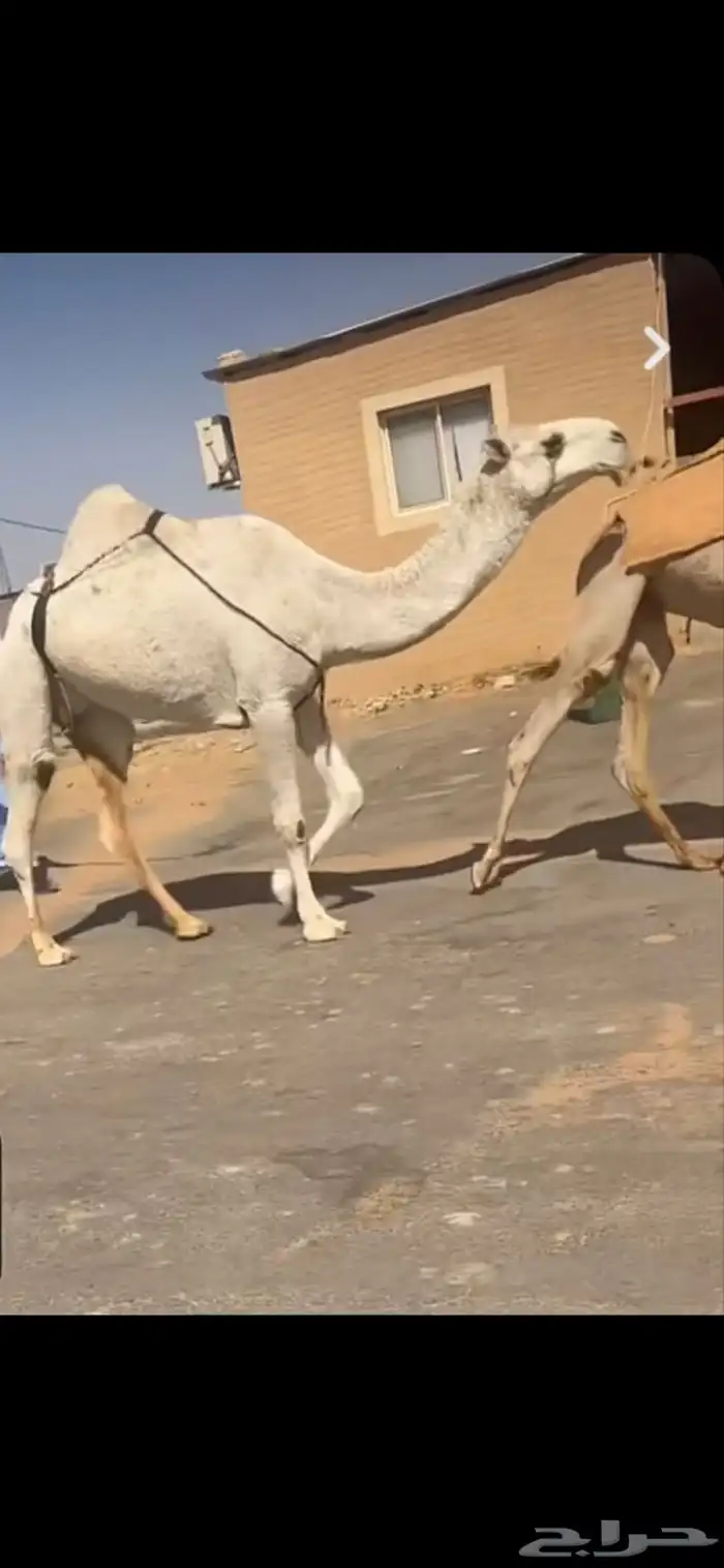 ضريبه رباع كفو وبكار لقايا 1