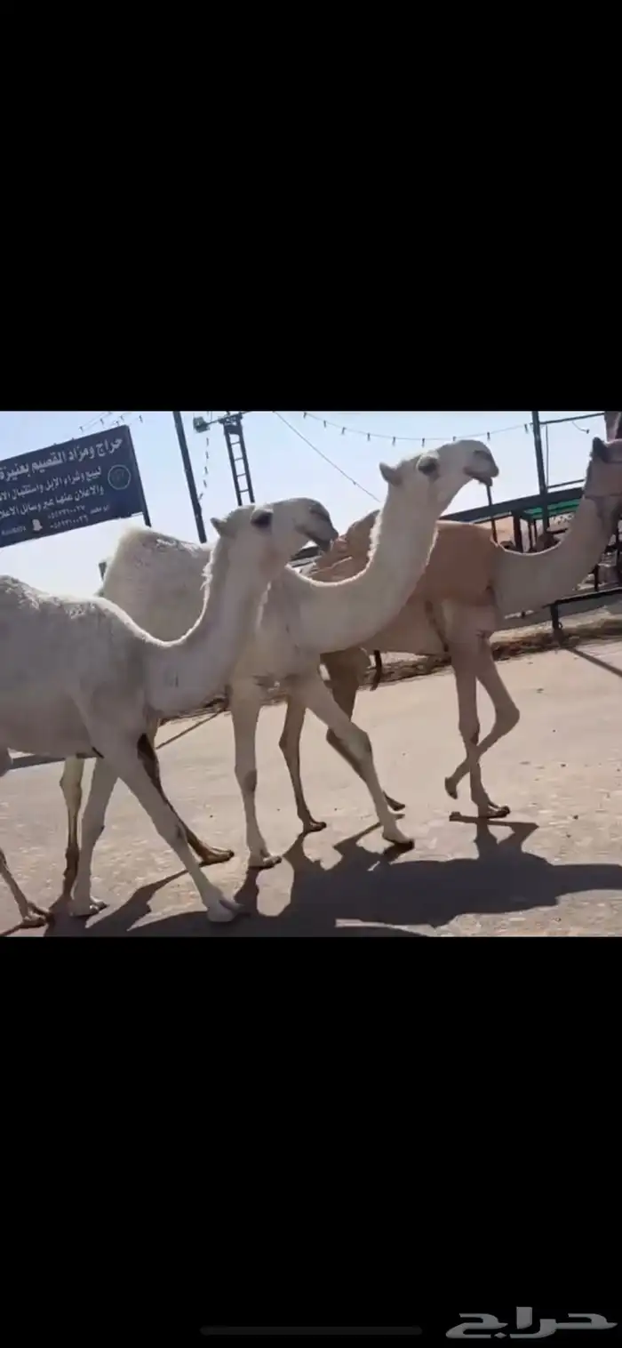 ضريبه رباع كفو وبكار لقايا 3