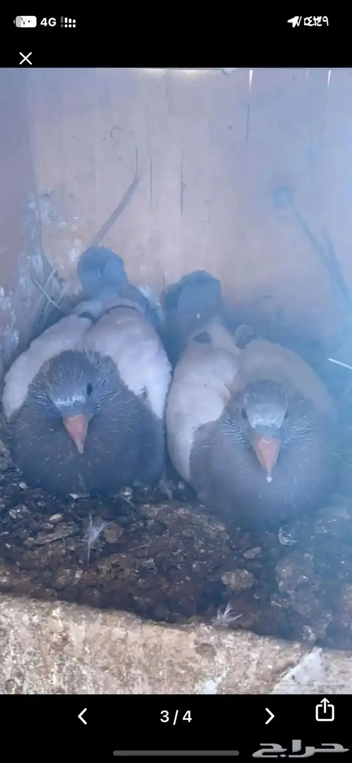 زغاليل ذبح اليوم طازجه 8