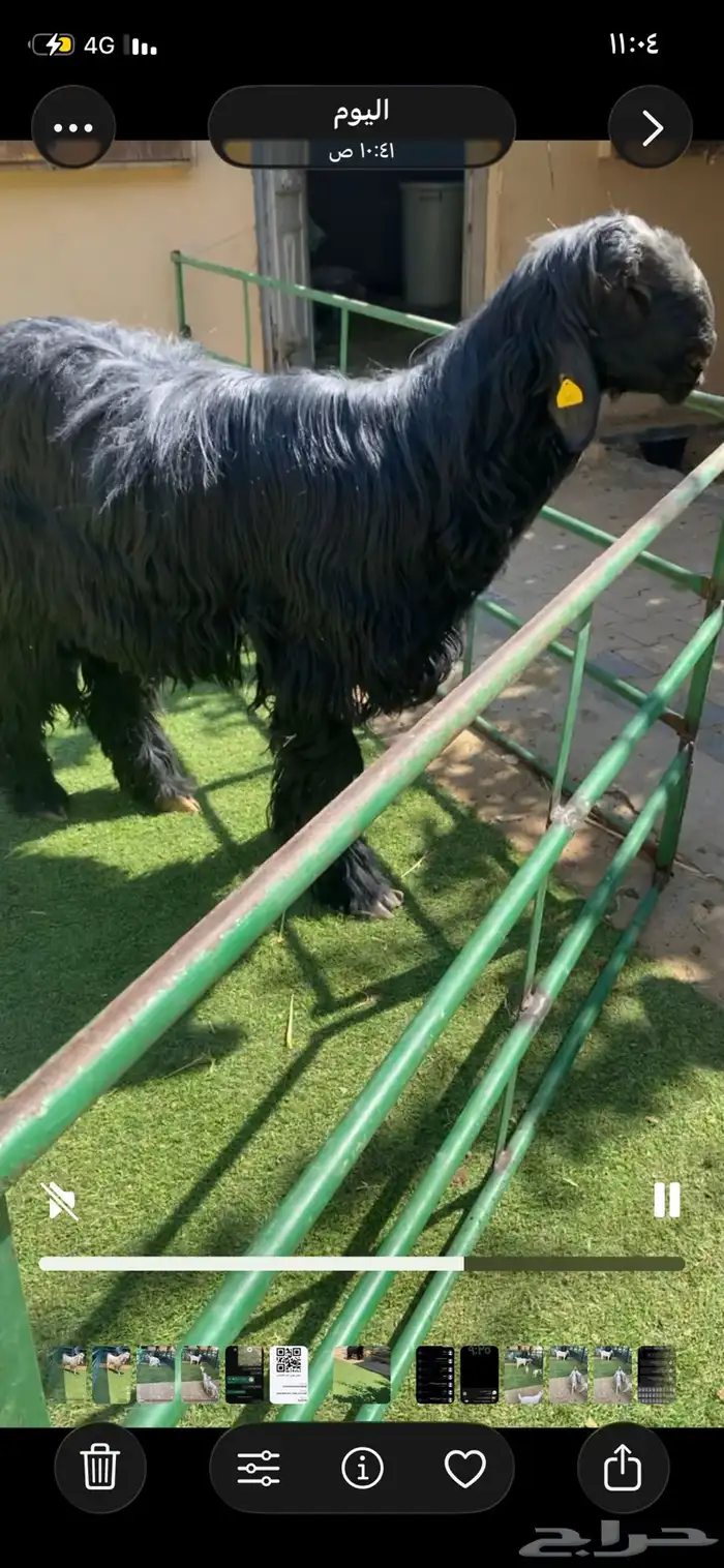 طلي نجدي ادلم 2