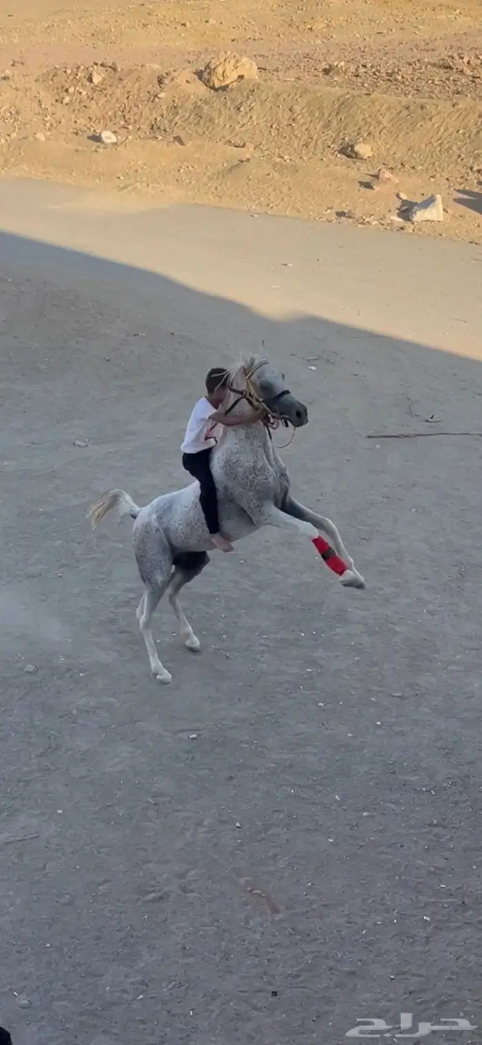 السلام عليكم اعرض لك حصان للبيع عربي ورق تربيع خطوه وتشنيع 0