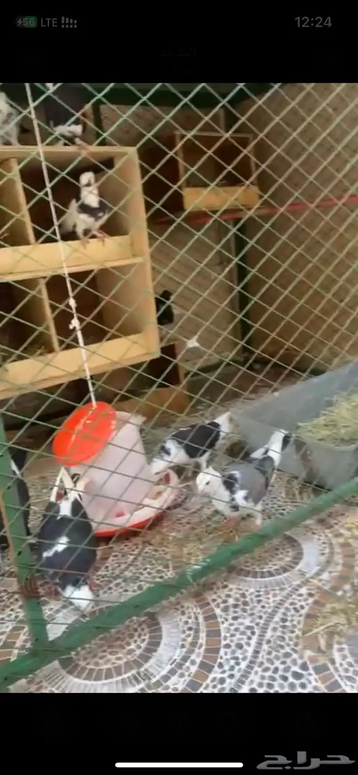 حمام قطايف وقلاب كوره 2