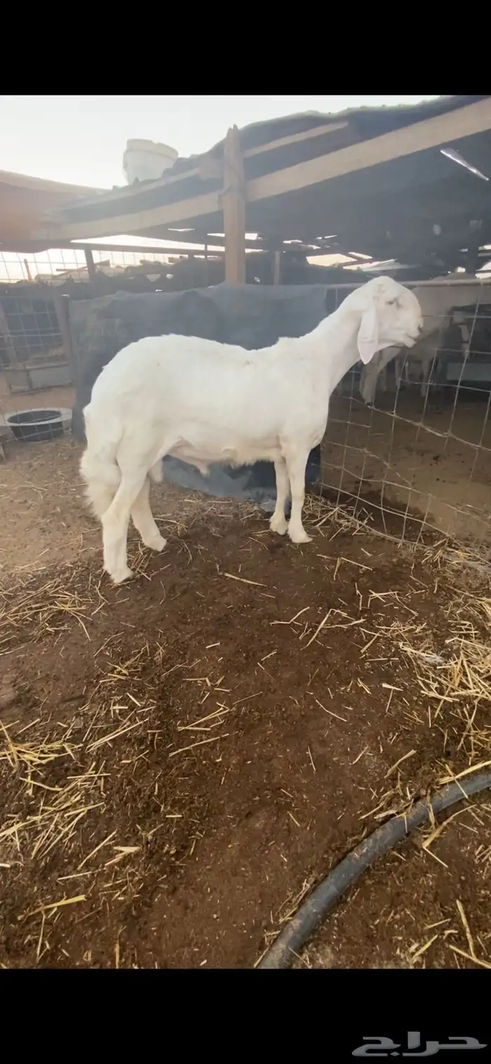 طلي حري خصم راس كارثه ومستقبل فحل .. 5