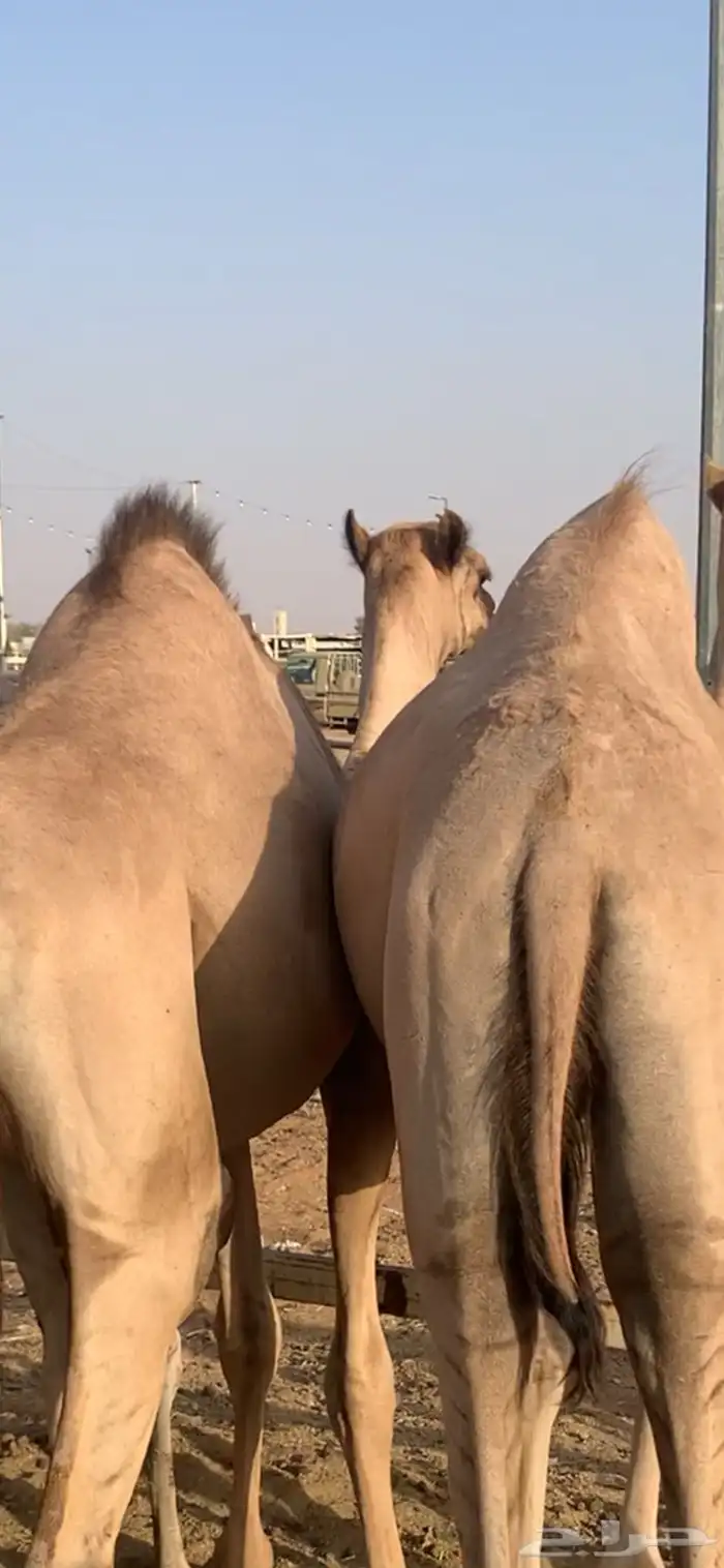 قعدان تربيه 5 شهور 4