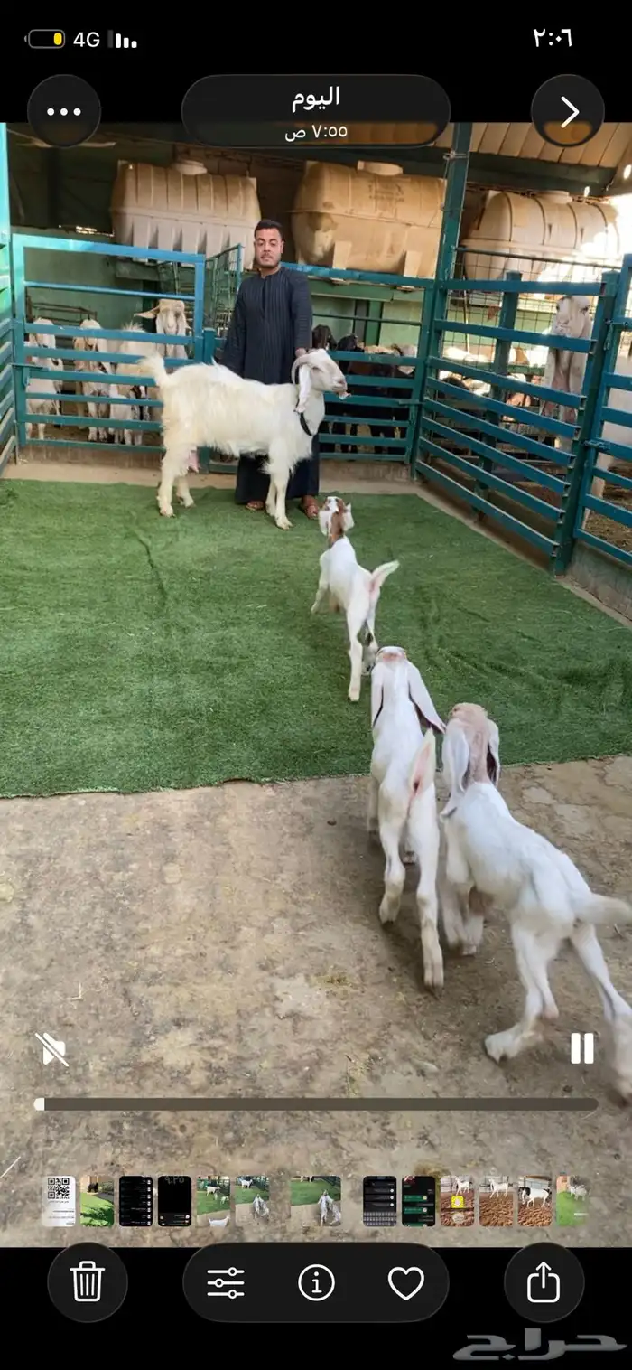 عنز متبع بثلاثه 0