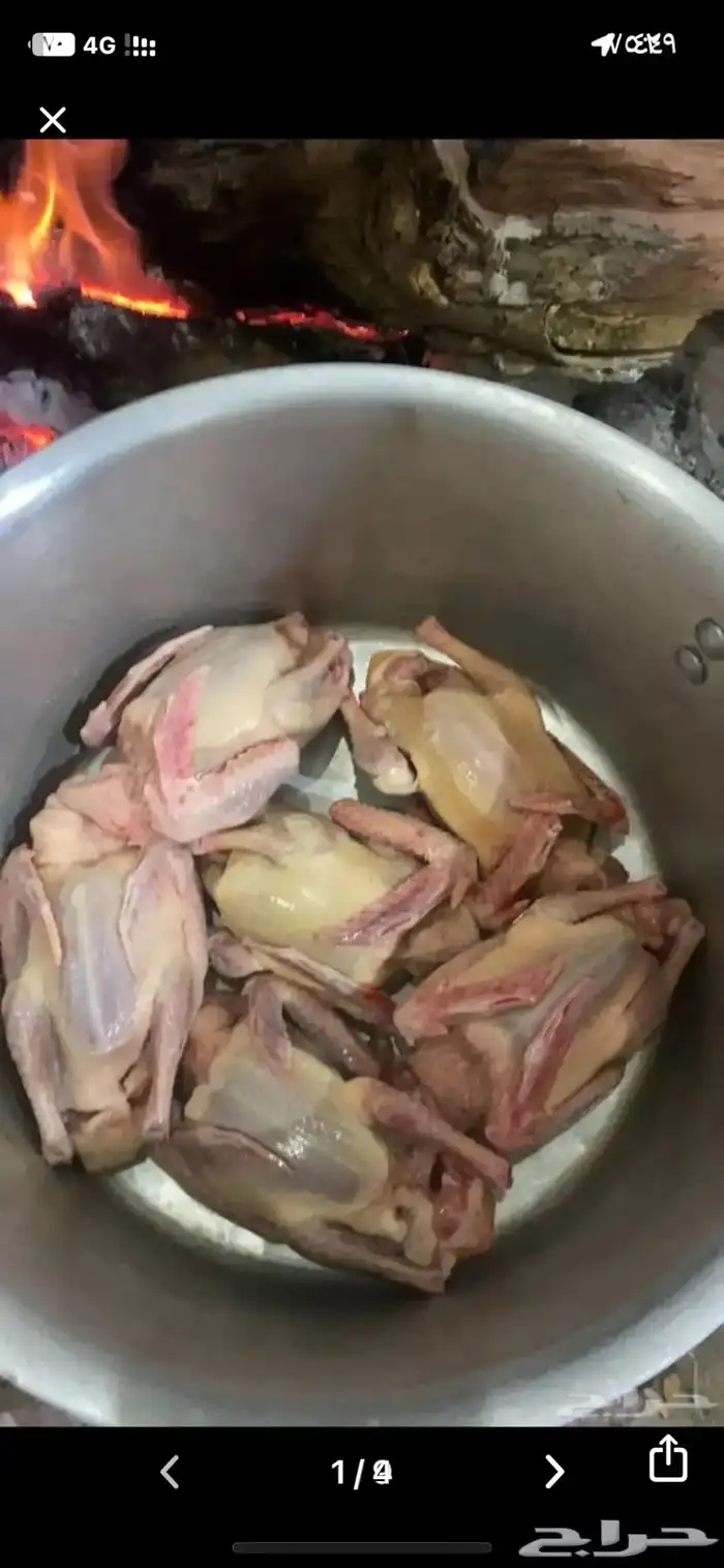 زغاليل ذبح اليوم طازجه 6