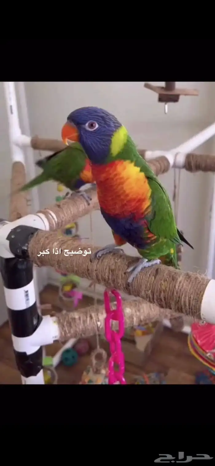 فرخ لوري رينبو 1