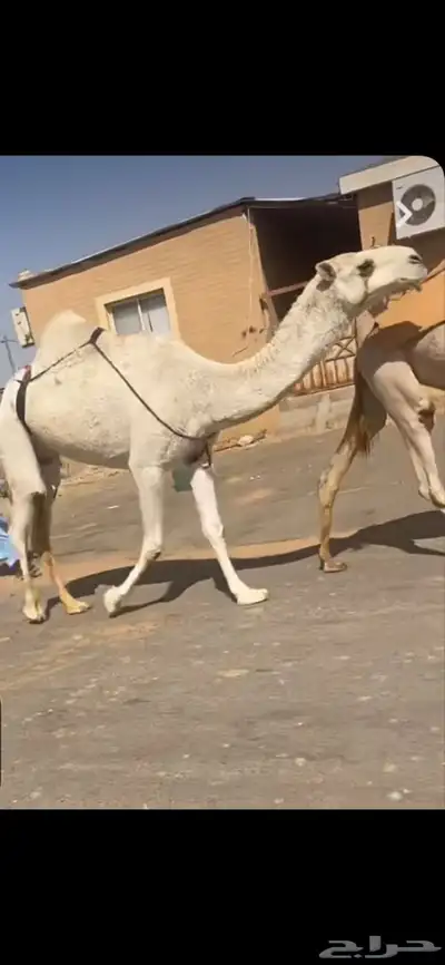 ضريبه رباع كفو وبكار لقايا index