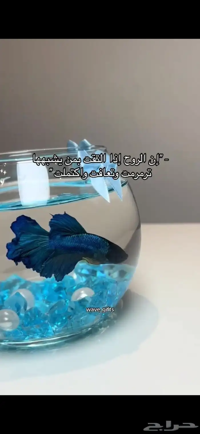 انواع الاسماك بأسعار مثاليه 0