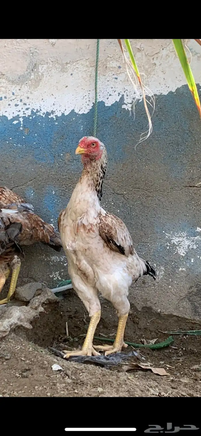 دجاجه شامو 2