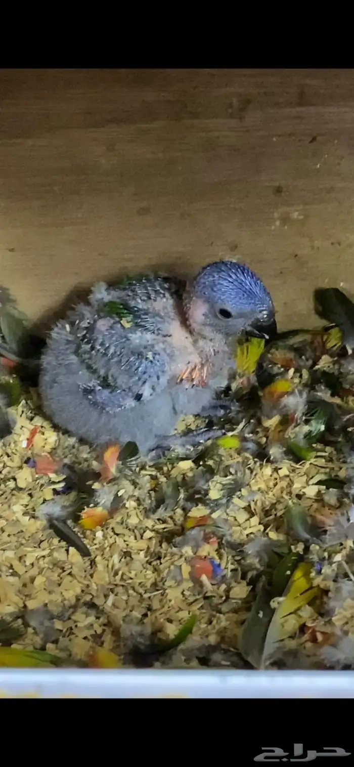 فرخ لوري رينبو 0